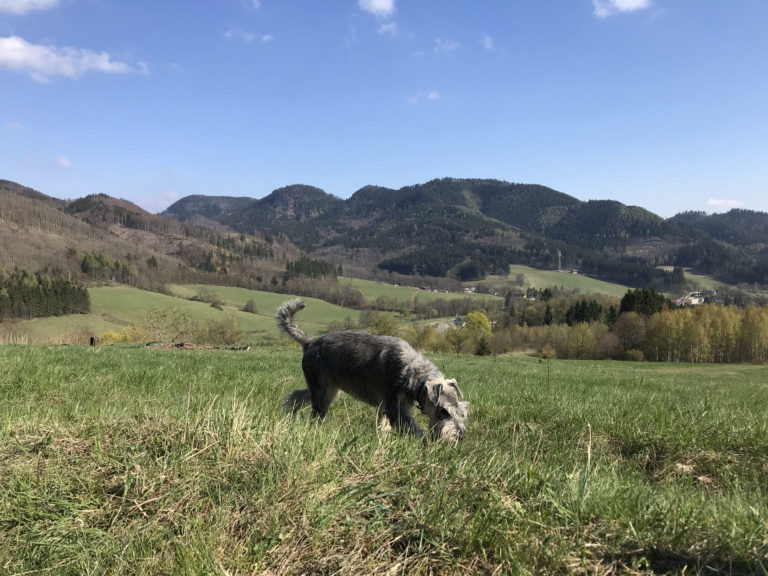 Góry Kamienne i Suche, czyli biegając po krainie wulkanami stworzonej